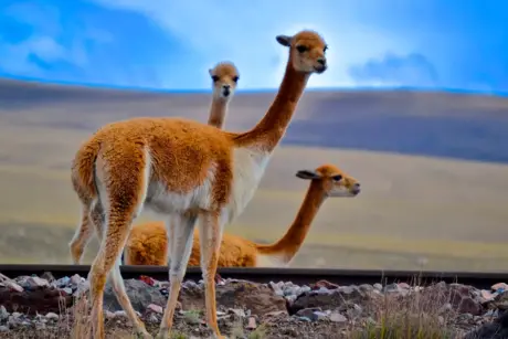 tours arequipa puno kusky travel conexion chivay puno